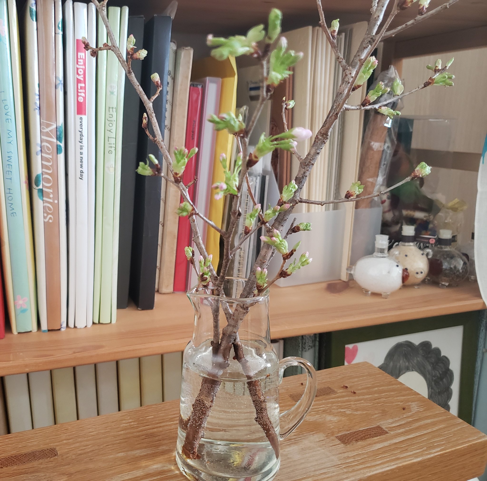 Twitter 上的 いとうあさこ 一昨日 髪を25センチ切ってみました 昨日 お花屋さんで桜の枝を買ってみました 今日 耳鼻科で花粉症の張り紙を熟読してみました 春 近づいてきました T Co Gptmdbbaed Twitter