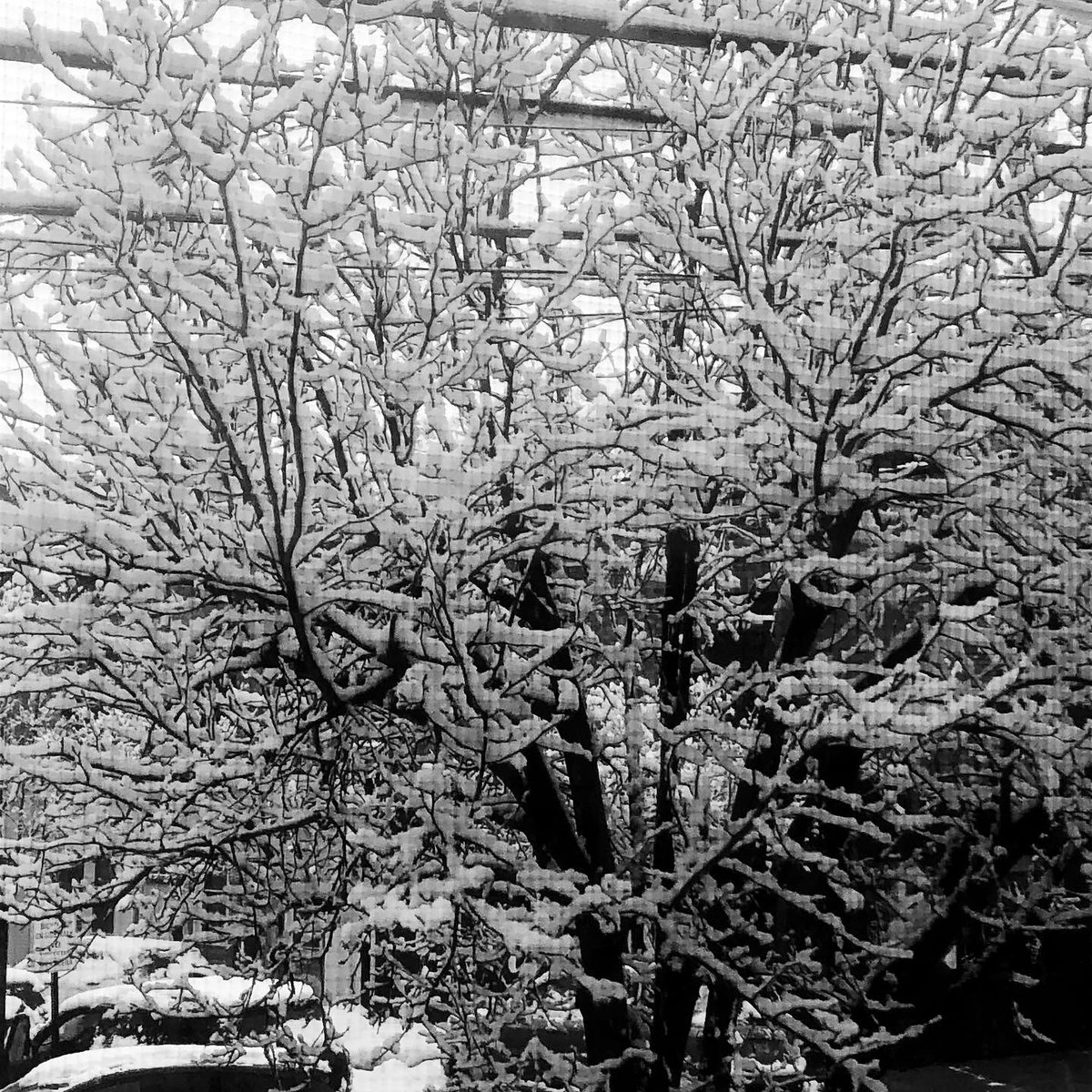 AnaMariaPages2's tweet photo. Beautiful snow ❄️ tree https://t.co/vXBVwonokR