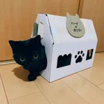 これは可愛い…!!ねこねこ食パンの箱に黒猫さんが入ってる!