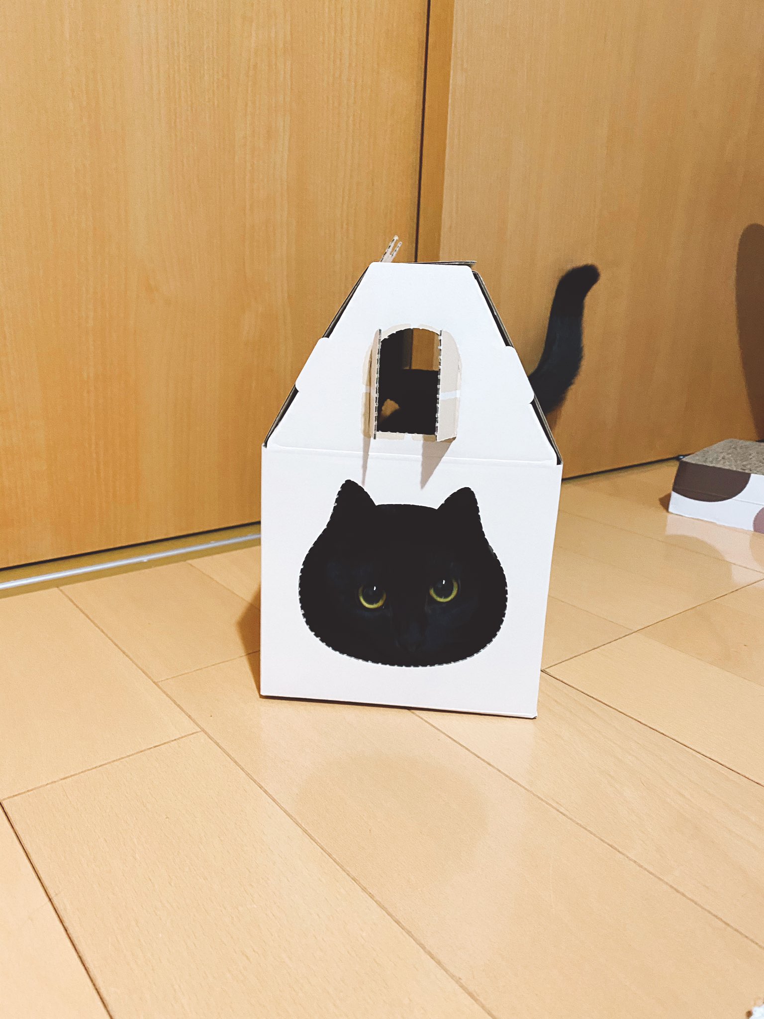 これは可愛い ねこねこ食パンの箱に黒猫さんが入ってる 話題の画像プラス これは可愛い ねこねこ食パンの箱に黒猫さんが入ってる 話題の画像プラス