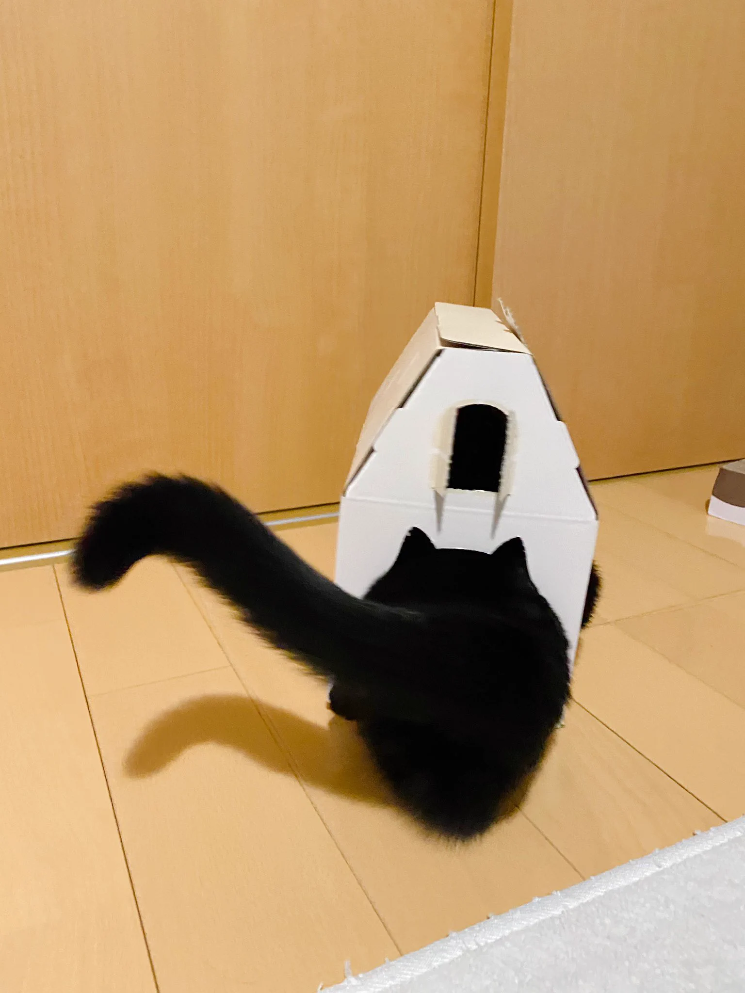 これは可愛い…！！！ねこねこ食パンの箱に黒猫さんが入ってる！！