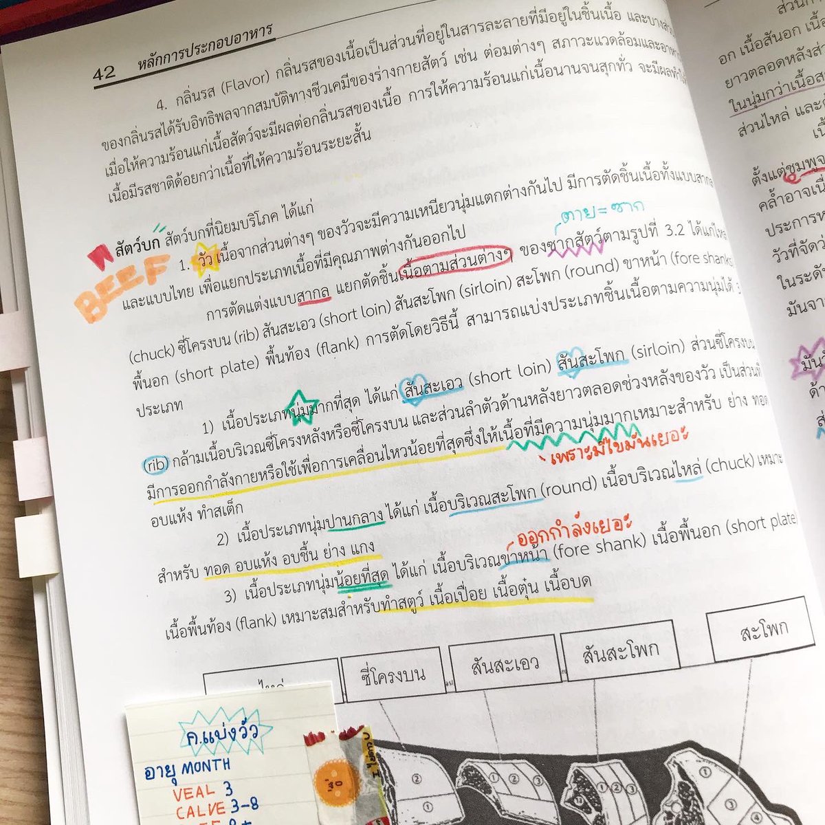 ทุกวันนี้คือไม่ใช้ไฮไลต์แน้ววว ใช้สีไม้แทน น้องเป็นปุ้กปิ้ก ꒰◍ˊ◡ˋ꒱੭⁾⁾  =͟͟͞͞♡