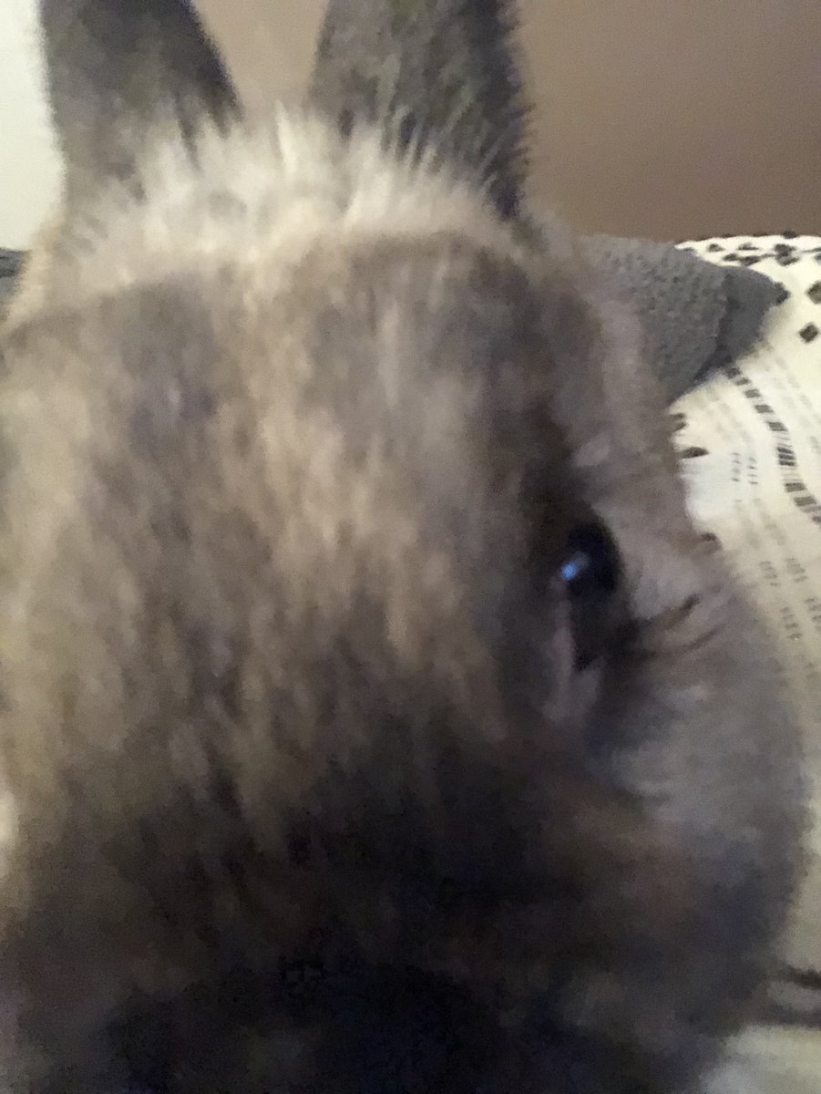 RichMolinaro4's tweet photo. Melvin doing his best @theweeknd impersonation #PepsiHalftimeChallenge https://t.co/KR2PsJabrb