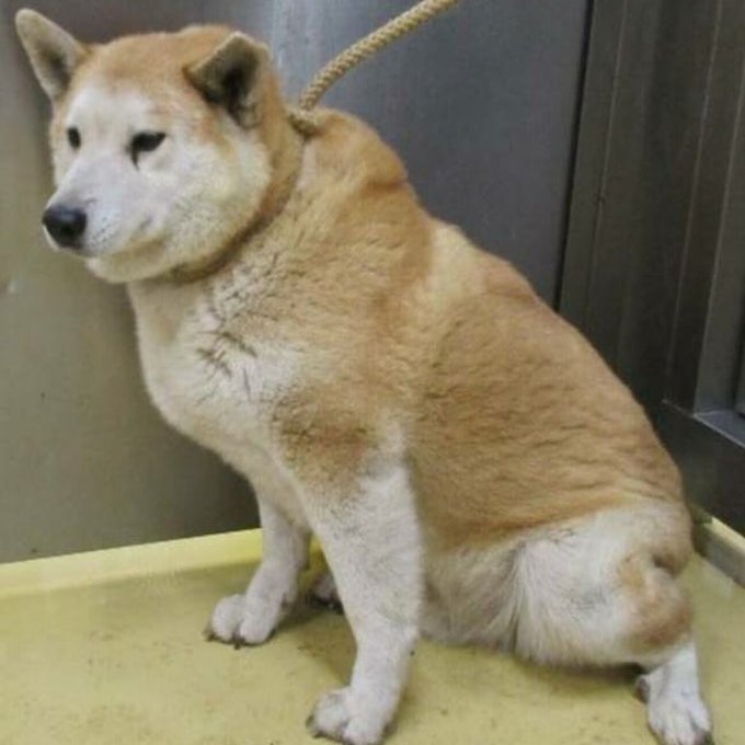 栃木県里親募集動物情報さん がハッシュタグ 宇都宮市 をつけたツイート一覧 3 Whotwi グラフィカルtwitter分析