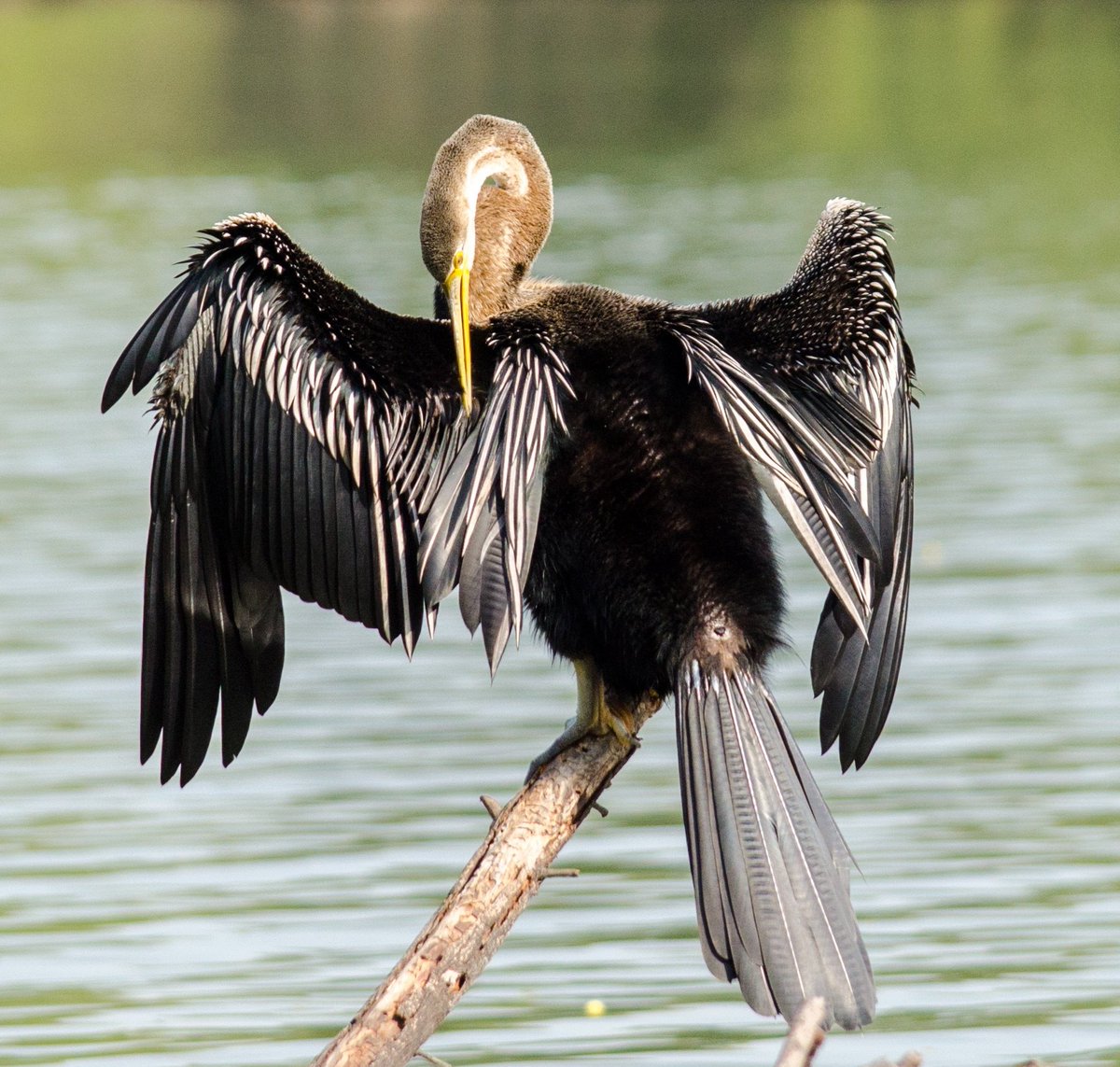 wildscapebypuru's tweet photo. Cleaning up the wings before flight: Oriental Darter
#darter #birdphotography #snakebirds #birds #indianbirds #Bharatpur #orientaldarter https://t.co/dux9iT4cG1