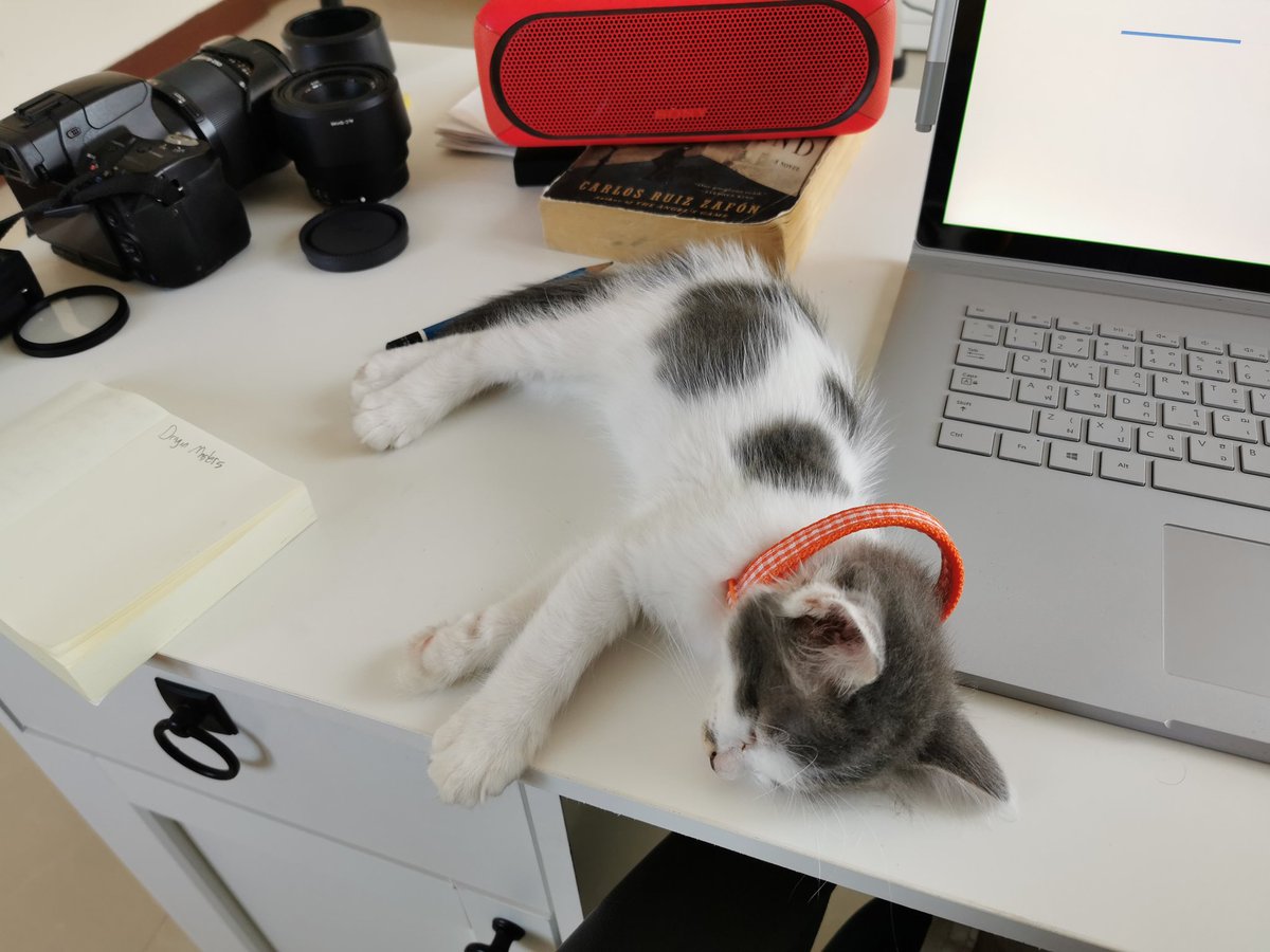 Phuket_Sammy's tweet photo. #WorkKitty https://t.co/9J19fLICiR