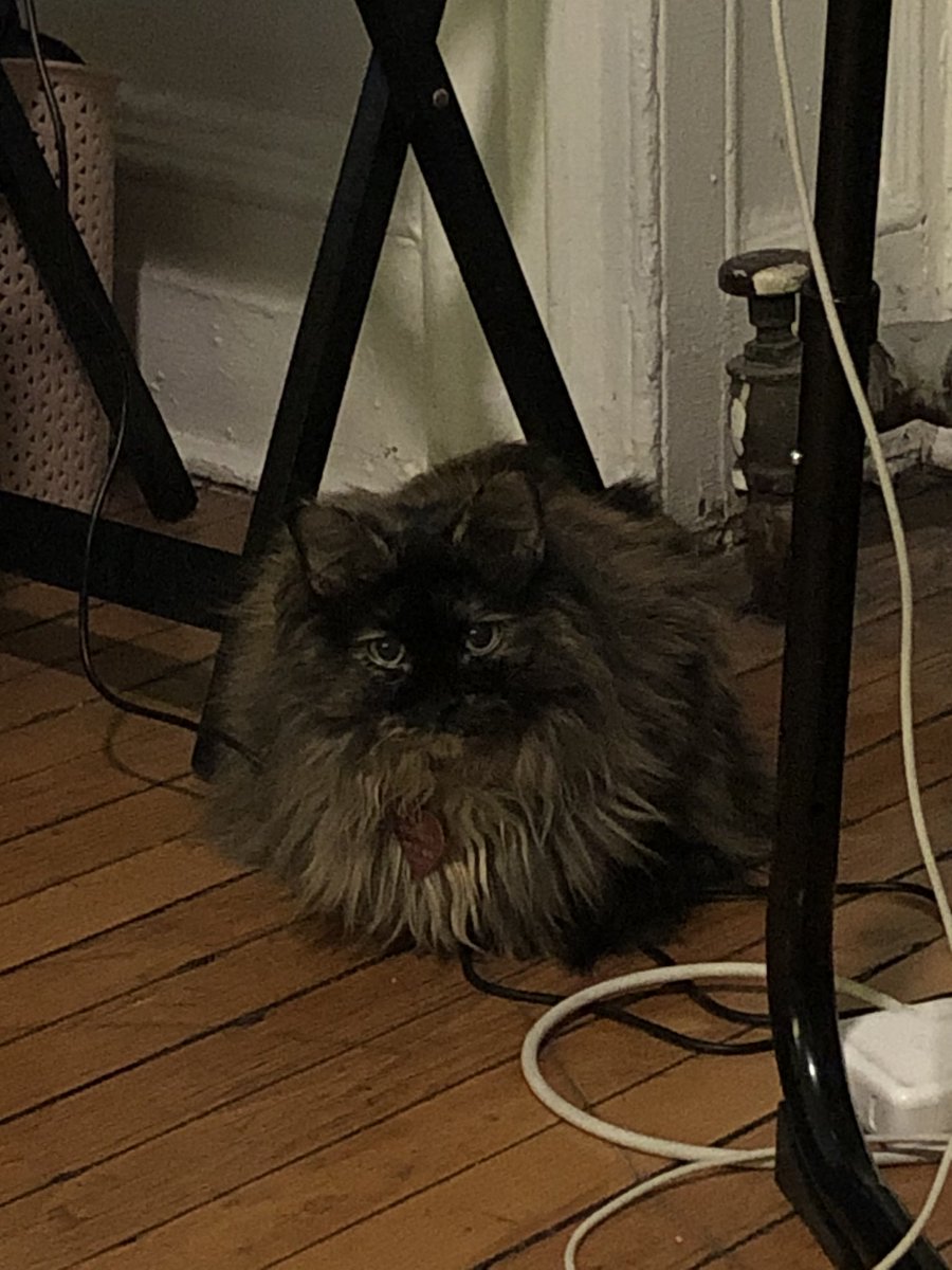 *Someone* insisted on brushing her and now she is sitting in the corner glaring at us.