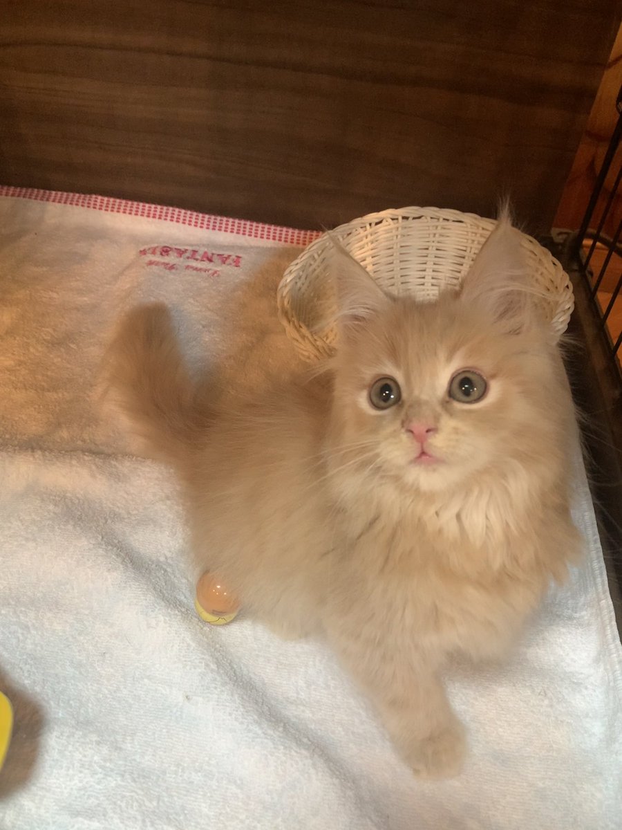 猫カフェ ひだまり猫茶房 בטוויטר 新入りバロンくん メインクーンの男の子 カラーは少し珍しいクリームです 猫カフェ ひだまり猫茶房 בטוויטר 新入りバロンくん メインクーンの男の子 カラーは少し珍しいクリームです