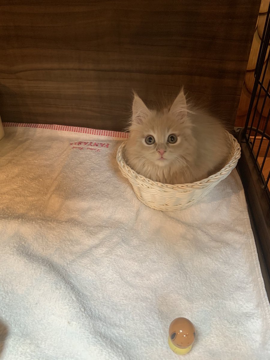 猫カフェ ひだまり猫茶房 בטוויטר 新入りバロンくん メインクーンの男の子 カラーは少し珍しいクリームです 猫カフェ ひだまり猫茶房 בטוויטר 新入りバロンくん メインクーンの男の子 カラーは少し珍しいクリームです