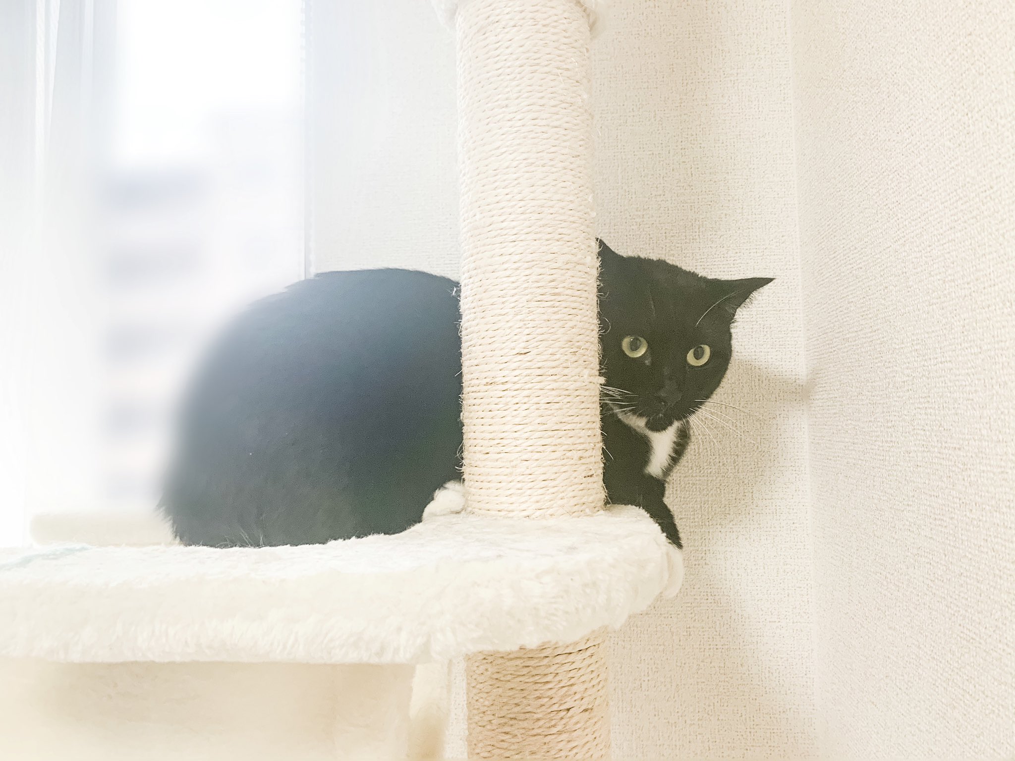 紡もえ つむぎもえ キャットタワーから落ちたのショックだったみたいで しばらく呆然としてる T Co Mxqzlyysot Twitter 紡もえ つむぎもえ キャットタワーから落ちたのショックだったみたいで しばらく呆然としてる T Co Mxqzlyysot Twitter