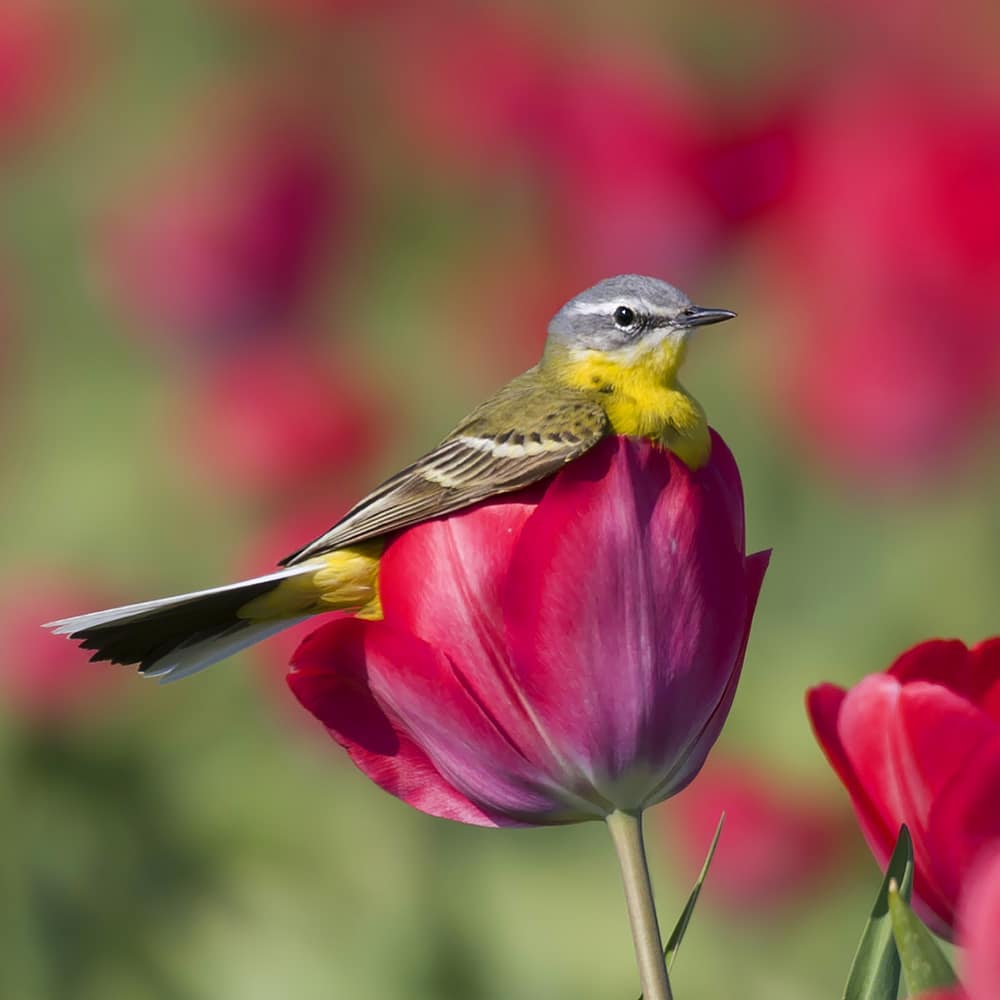 Beautiful capture 😍🐦💖

#birdphotography #colors_of_day #earthpix #earth_shotz #naturephotography #bestnatureshots  #artoftheday #colourful #bird_brilliance

'One Tulip fits all' 😅😍🐦🧡
📸Sas Evers