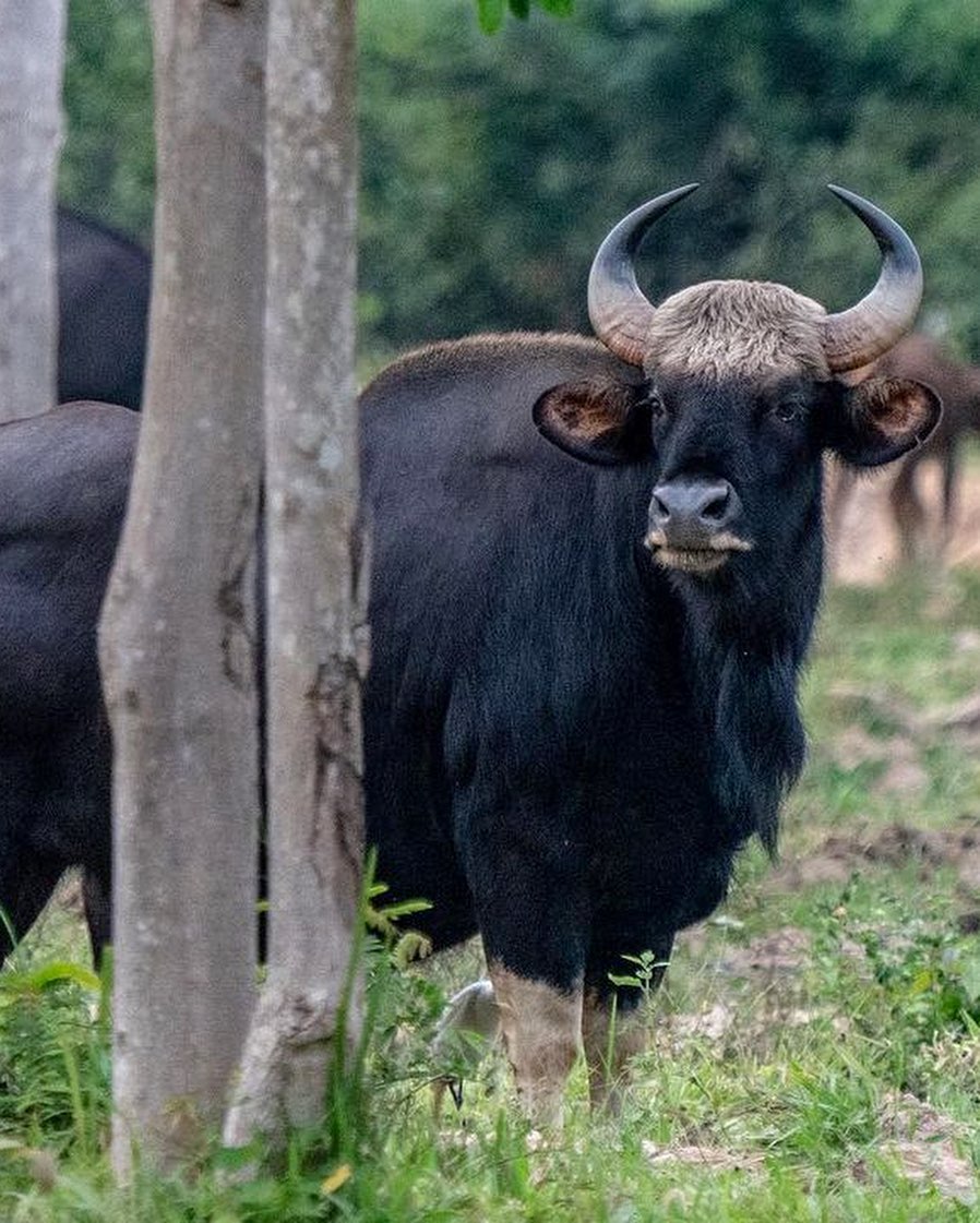 mathailande's tweet photo. Observer les éléphants sauvages et les impressionnants gaurs en liberté, dans les parcs nationaux de Kui Buri et Khao Yai en Thaïlande... Une expérience unique. 

#mathailande #elephants #gaur #amazingnature #khaoyai #kuiburi #parcnational #nationalpark #amazingthailand https://t.co/OPv5smtvXH