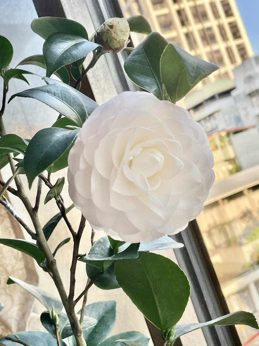 茶花冬雪峰hashtag