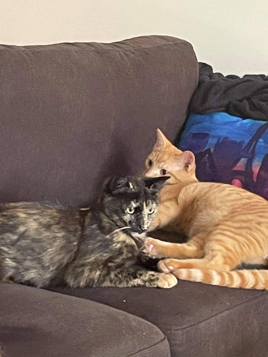 aly_winston's tweet photo. My tabby companion Winston and I, Aly, are new to the Twitter world! It’s very exciting. We look forward to engaging in tea parties and other civilised activities xx - Aly https://t.co/FY7zGBj7Vb