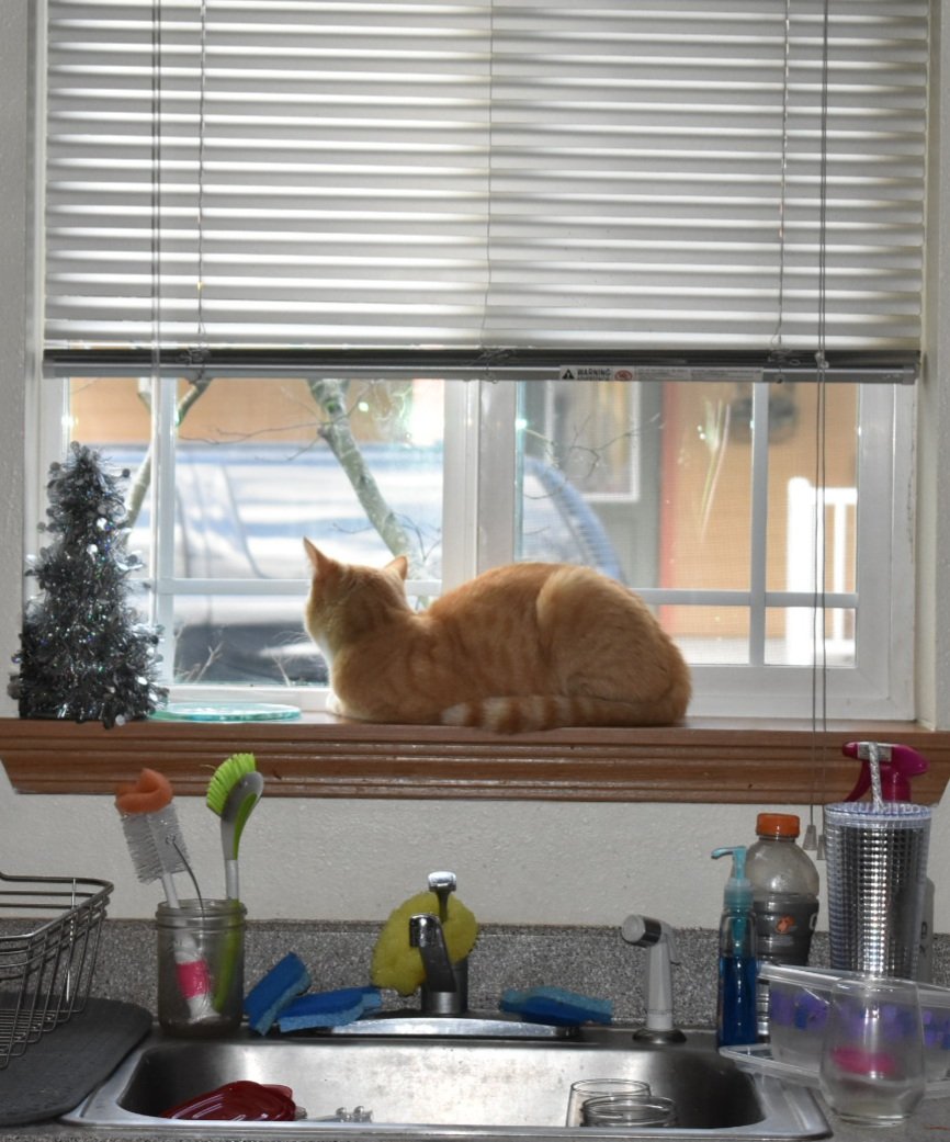 AkaOrangejuice's tweet image. Jealous of all the other animals that get to be outside, sometimes I meow at the front door and my mum says if I meow louder the door might open, so thats what I do, but I think she's fibbing bc it never happens. 
#windowcat #daypassingon #sittinginthewindow