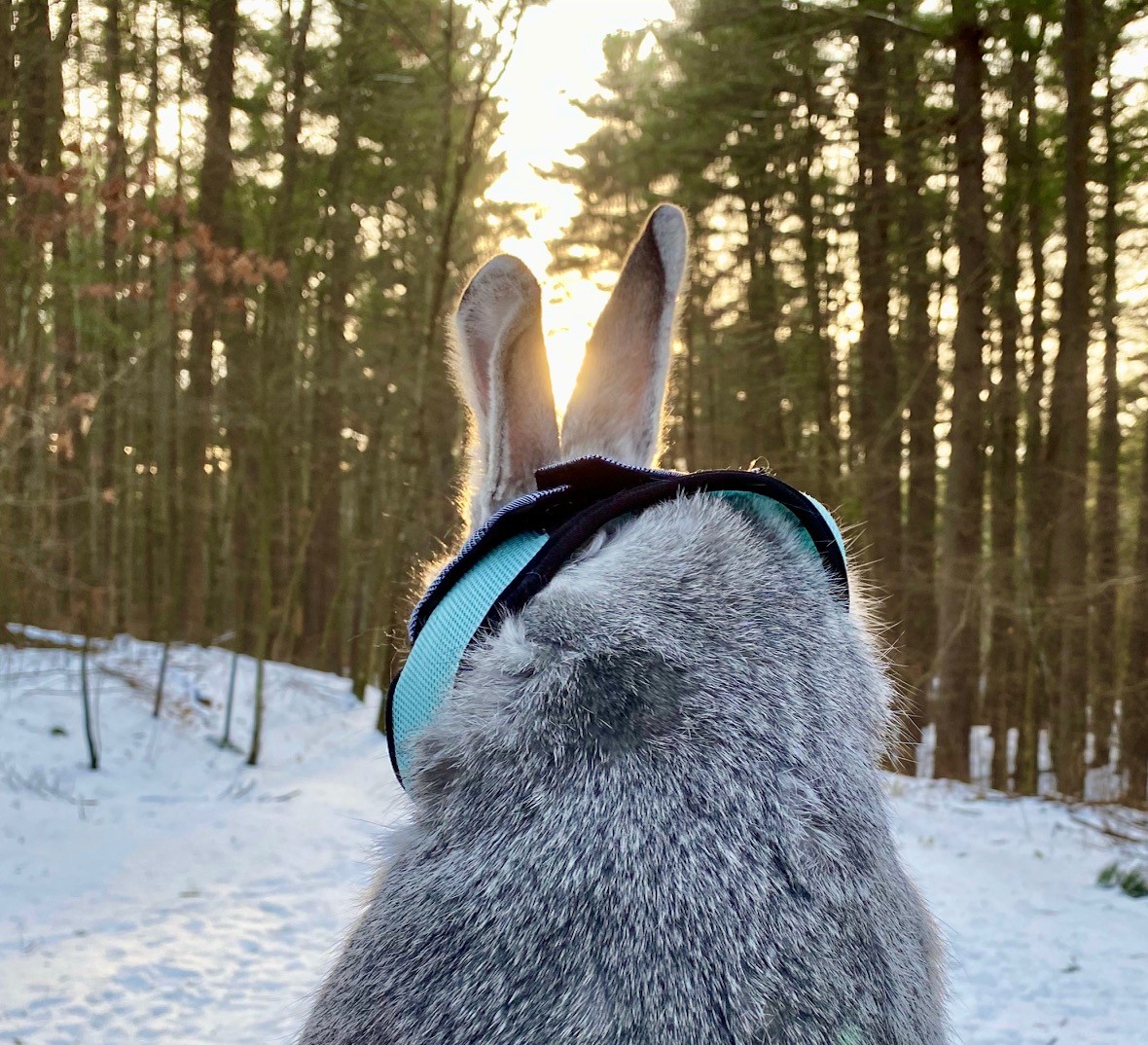 <a href="/GalsWander/">WhereGalsWander</a> <a href="/MadHattersNYC/">Mad Hatters NYC</a> <a href="/LoveIrvington/">Love Irvington Virginia</a> <a href="/_sundaysunsets_/">SundaySunsets</a> <a href="/always5star/">Always5Star</a> <a href="/Bento_TheBunny/">Bento_TheBunny</a> He has one from last winter:)
#SundaySunsets #BentoTheBunny