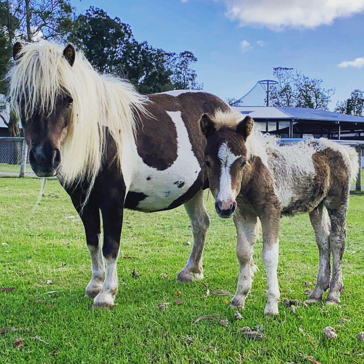 OakvaleWildlife's tweet photo. Hercules is growing up so quickly 🐴🥰
#miniturepony #horse #foal #growingupquickly #pony #1monthold https://t.co/hR38t3NryP