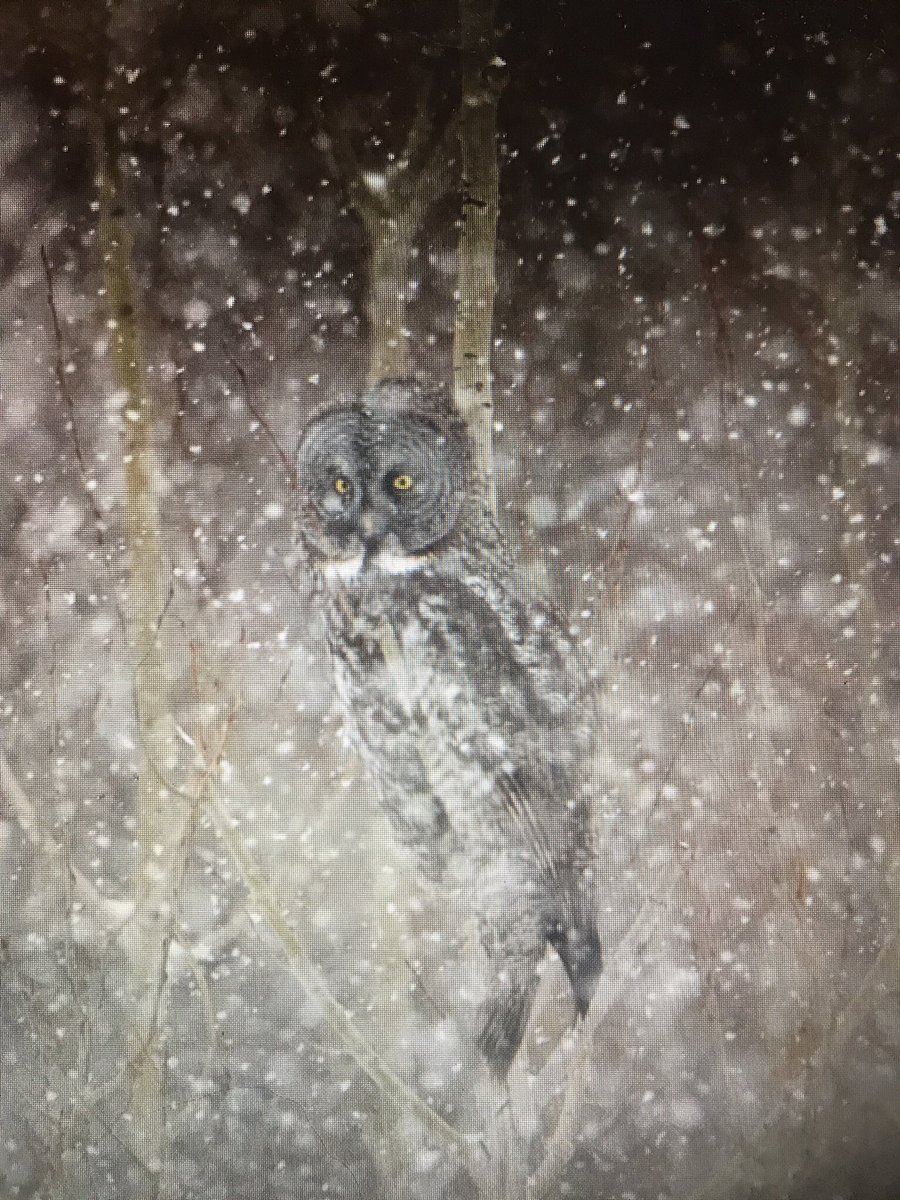 birdnerdgurl's tweet image. My first Great Gray Owl at Sax-zim Bog last weekend... Not a great photo, but what an amazing experience!
#SuperBowl