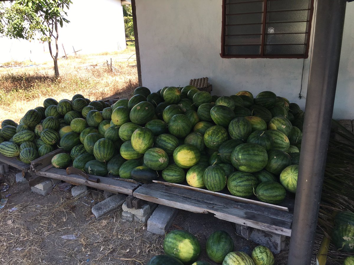 CikguQue's tweet photo. RM1.20 sen sekilo. Nak borong pun boleh. Support cousin saya business untuk tampung yuran pengajian. Jalan Telong Tok Bali Bachok. Mohon sebarkan sahabat maya. @OreBachok https://t.co/F5V6fH0br4