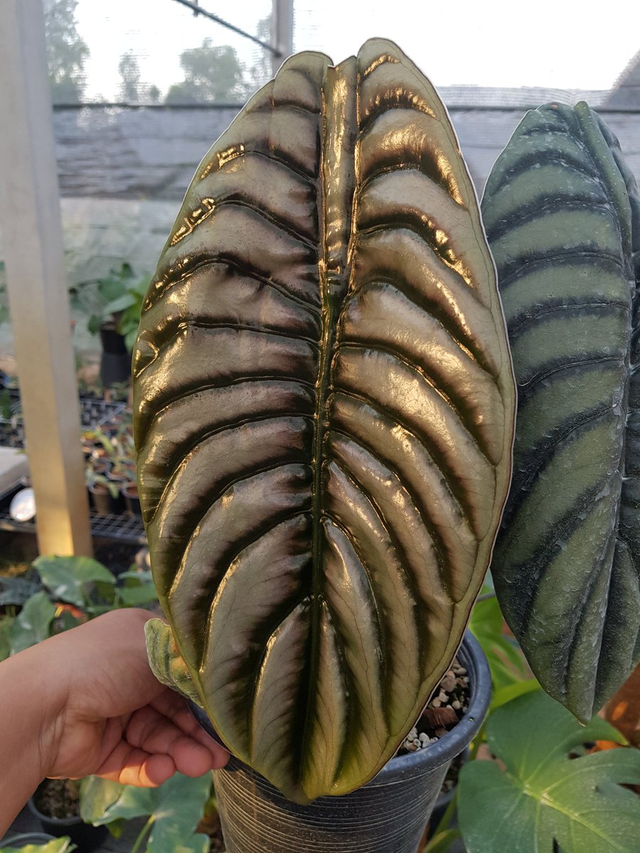 sinpoonpol's tweet photo. ---=== Art of nature ===---
ไม่ได้ลงรูปต้นไม้นาน ขอจัดสักหน่อย 😁😁😁
Alocasia cuprea
#sinpoonpolgarden #sirikulorchids #alocasia #aroideae #araceae https://t.co/f6ViEMkh7v