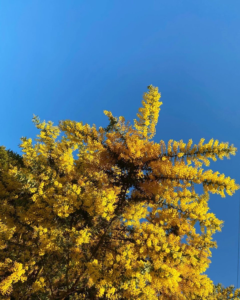 Well well well, WATTLE we have here then? A stunning pop of yellow to brighten your Monday mood. 💛 Over 900 species of Acacia (aka #Wattle) can be found in Australia, and the #BlueMountains are home to almost 60 varieties! 📍 Blue Mountains National Park 📸 IG samuelavender