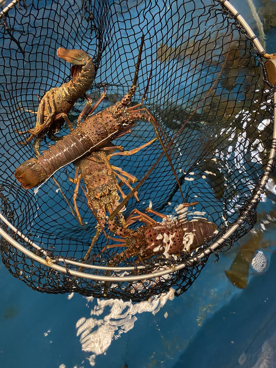 kota_umai's tweet photo. 三陽荘の目と鼻の先、竜の漁港。漁師のおんちゃんらぁが獲ってきてくれた伊勢海老をお客様にお出ししよります。
せっかくやき、活けのまんまお持ち帰りもしてもらえるように用意したきね！
鰹のタタキもあるぜよ。 https://t.co/ctFkO5j1Cy
