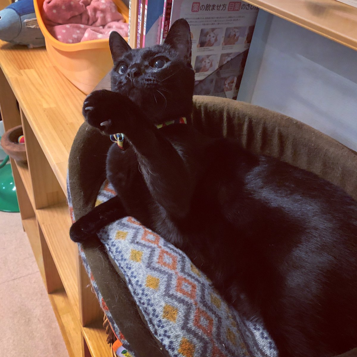 保護猫カフェ カーロ Nekocafe Caro Twitter