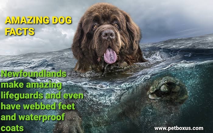 petboxus's tweet photo. Newfoundland dogs are the ultimate doggy lifeguards,because they have water resistant coats and webbed feet.They were originally bred as fisherman’s helpers and to rescue people from drowning.Some owners have even reported that their Newfoundland tries to “rescue” them. https://t.co/P1kB1uiqOo