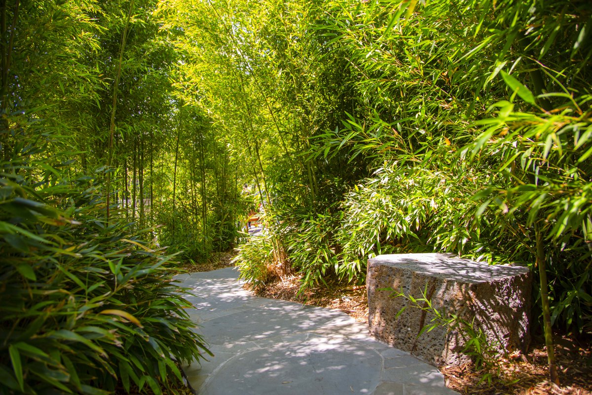 DementiaAus's tweet image. Melburnians might like to check out the new @RBG_Victoria Sensory Garden. Its development included consultation with Dementia Australia &amp;amp; the garden is designed to improve wellbeing through connection with nature, stimulated by the senses. Visit rbg.vic.gov.au for more