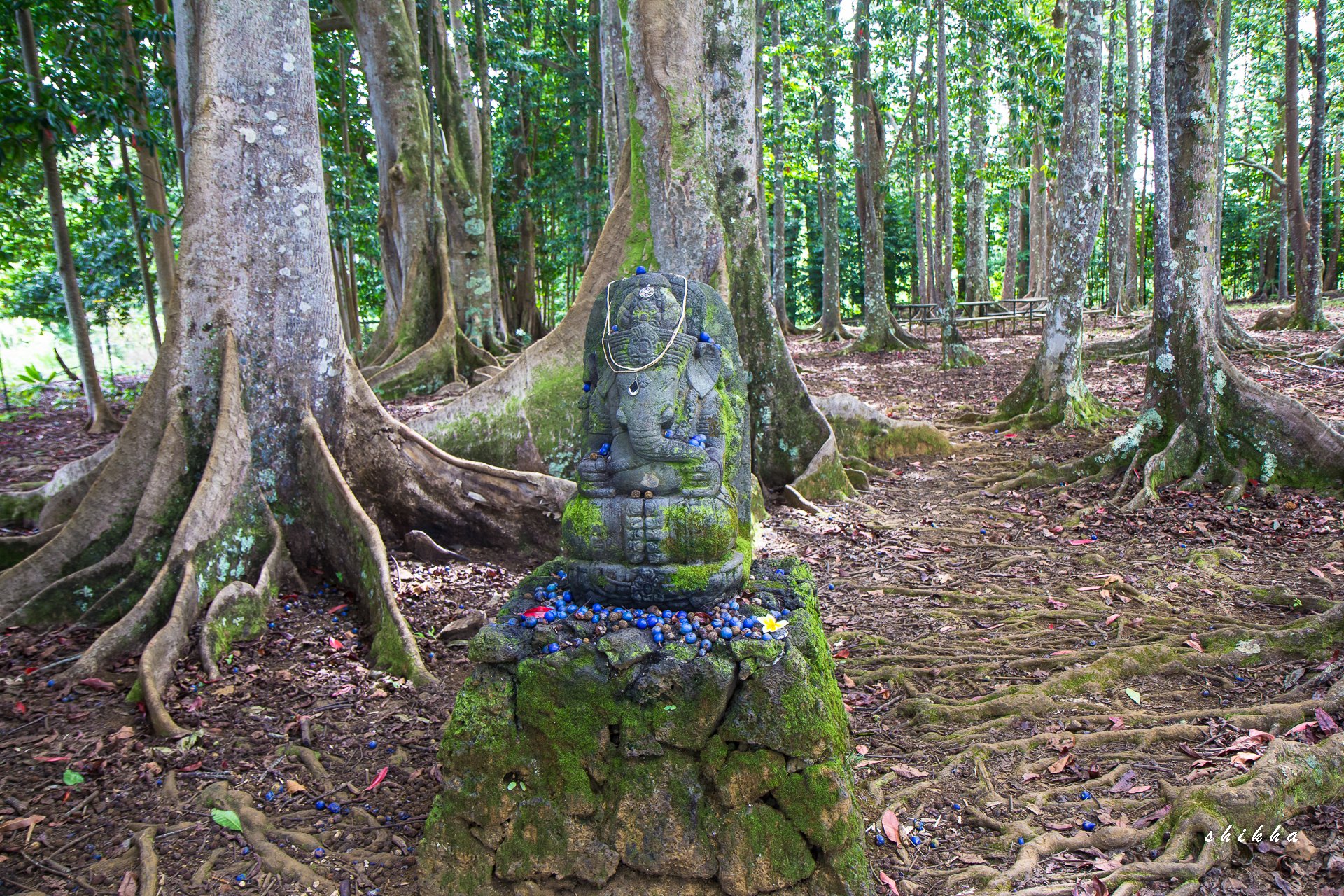 Sacred Rudraksha Forest (Kauai) All You Need To Know BEFORE, 40 OFF