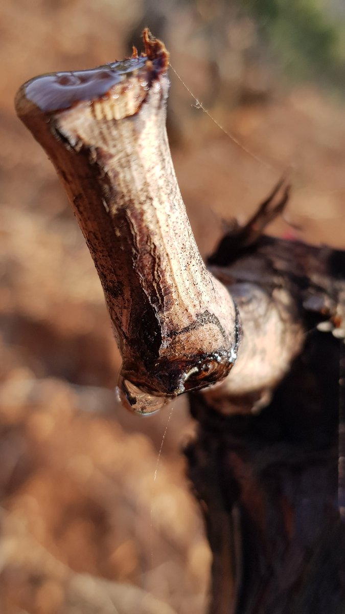 CHAMPDESSOEURS's tweet photo. Bonjour à tous,
Les températures ne sont pas encore printanières mais elles remontent et la vigne  le sent bien avec les premiers pleurs, ici un grenache
Bises
#grenache 
#fitou
#vinbiologique https://t.co/ekrDLSHh1T