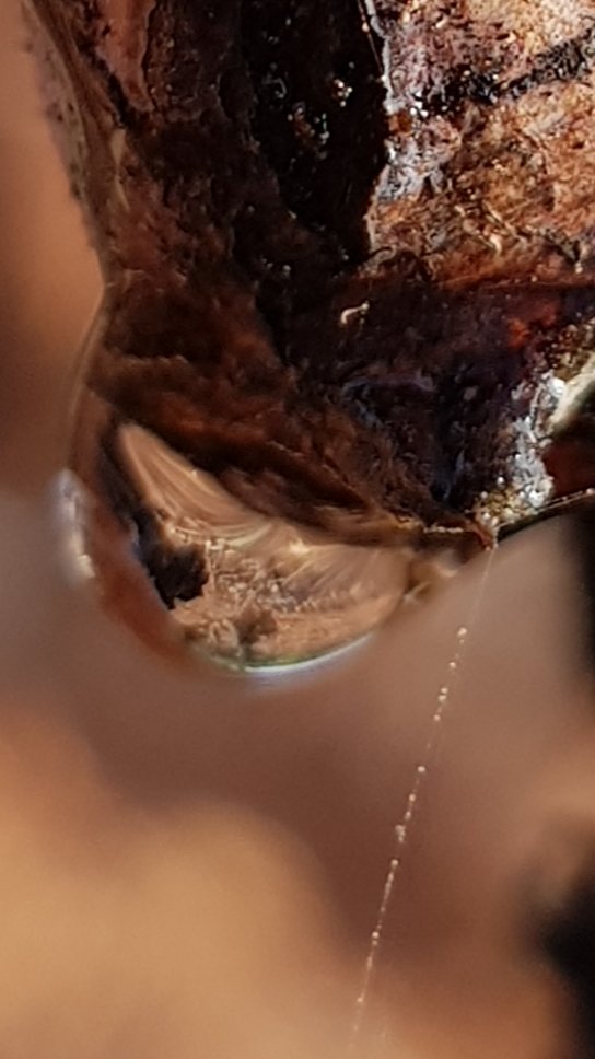 CHAMPDESSOEURS's tweet photo. Bonjour à tous,
Les températures ne sont pas encore printanières mais elles remontent et la vigne  le sent bien avec les premiers pleurs, ici un grenache
Bises
#grenache 
#fitou
#vinbiologique https://t.co/ekrDLSHh1T