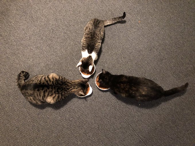 桃谷 猫カフェのお店をご紹介 Pathee パシー