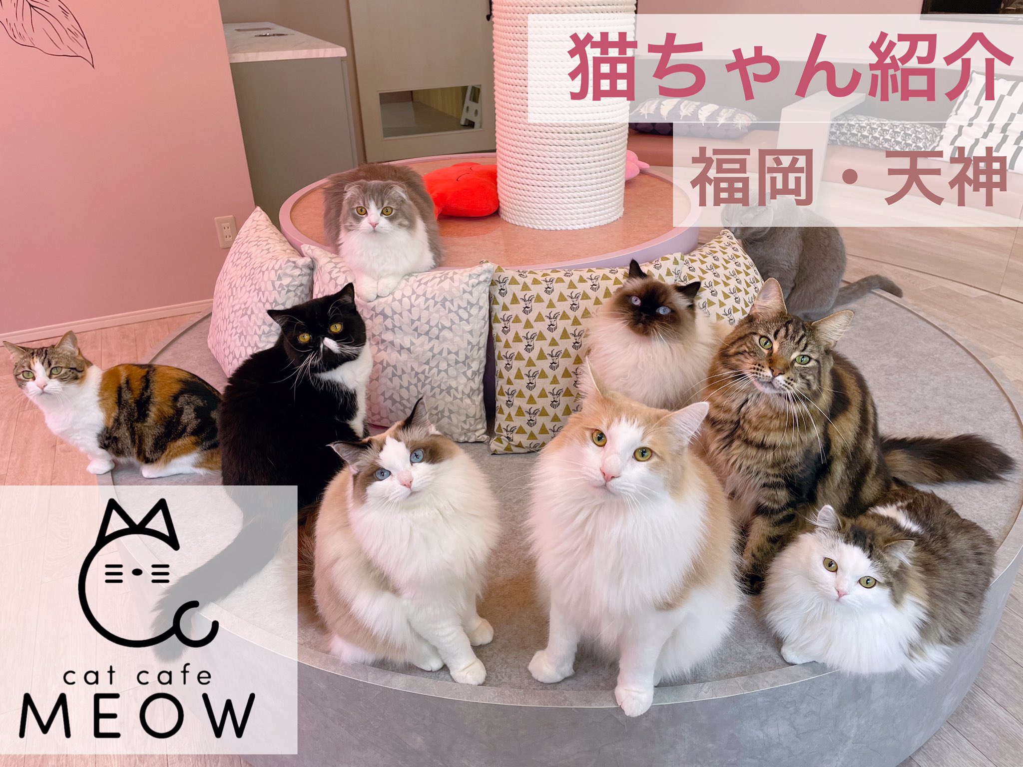 猫カフェmeow ミャオ 大名天神福岡 先日公開した Youtubeの内容に誤りがあったため 再編集してアップ致しました Youtube始動 ということで是非チャンネル登録や いいね で Meowを応援して頂けると嬉しいです よろしくお願い 猫カフェmeow ミャオ 大名天神福岡 先日公開した Youtubeの内容に誤りがあったため 再編集してアップ致しました Youtube始動 ということで是非チャンネル登録や いいね で Meowを応援して頂けると嬉しいです よろしくお願い