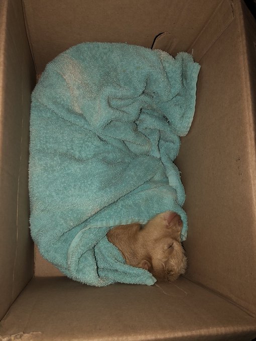 My momma goat had her babies premature. One didn't make it and this one started to get hypothermia before<a href="/tag/findom"class="tags"><span>#findom</span></a><a href="/tag/findomme"class="tags"><span>#findomme</span></a><a href="/tag/domme"class="tags"><span>#domme</span></a><a href="/tag/paypig"class="tags"><span>#paypig</span></a><a href="/tag/cashcow"class="tags"><span>#cashcow</span></a>
