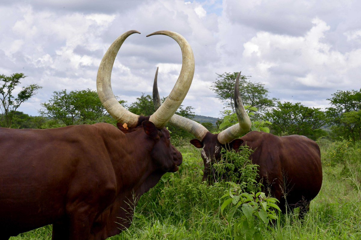itohaber1885's tweet image. 🔹1 milyar 250 milyon ineği var ancak #SütTozu #ithal ediyor!🔹

☑️Gazetemiz yazarı Prof. Dr. Ahmet Kavas’ın (@ahkavas) yazısı...

👉bit.ly/36UiATD
#itohaber #köşeyazısı #afrika
