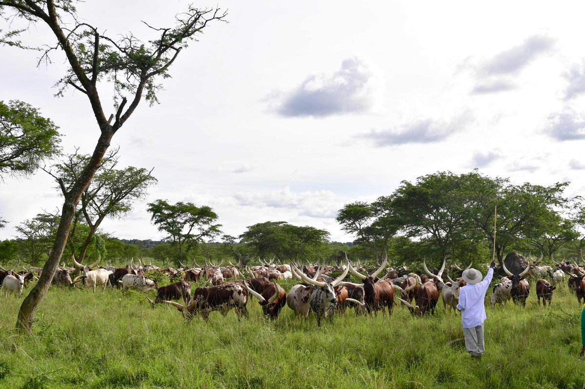 itohaber1885's tweet image. 🔹1 milyar 250 milyon ineği var ancak #SütTozu #ithal ediyor!🔹

☑️Gazetemiz yazarı Prof. Dr. Ahmet Kavas’ın (@ahkavas) yazısı...

👉bit.ly/36UiATD
#itohaber #köşeyazısı #afrika