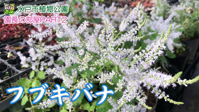 水戸市植物公園 Mito Botanical Page 4 Twilog