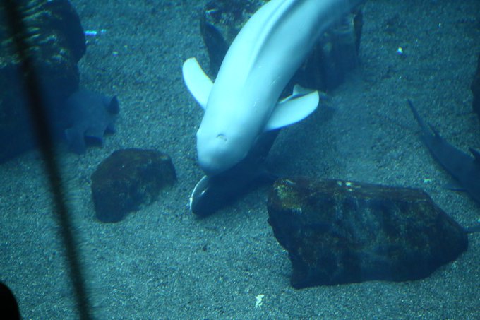 月曜日のスナメリのtwitterイラスト検索結果