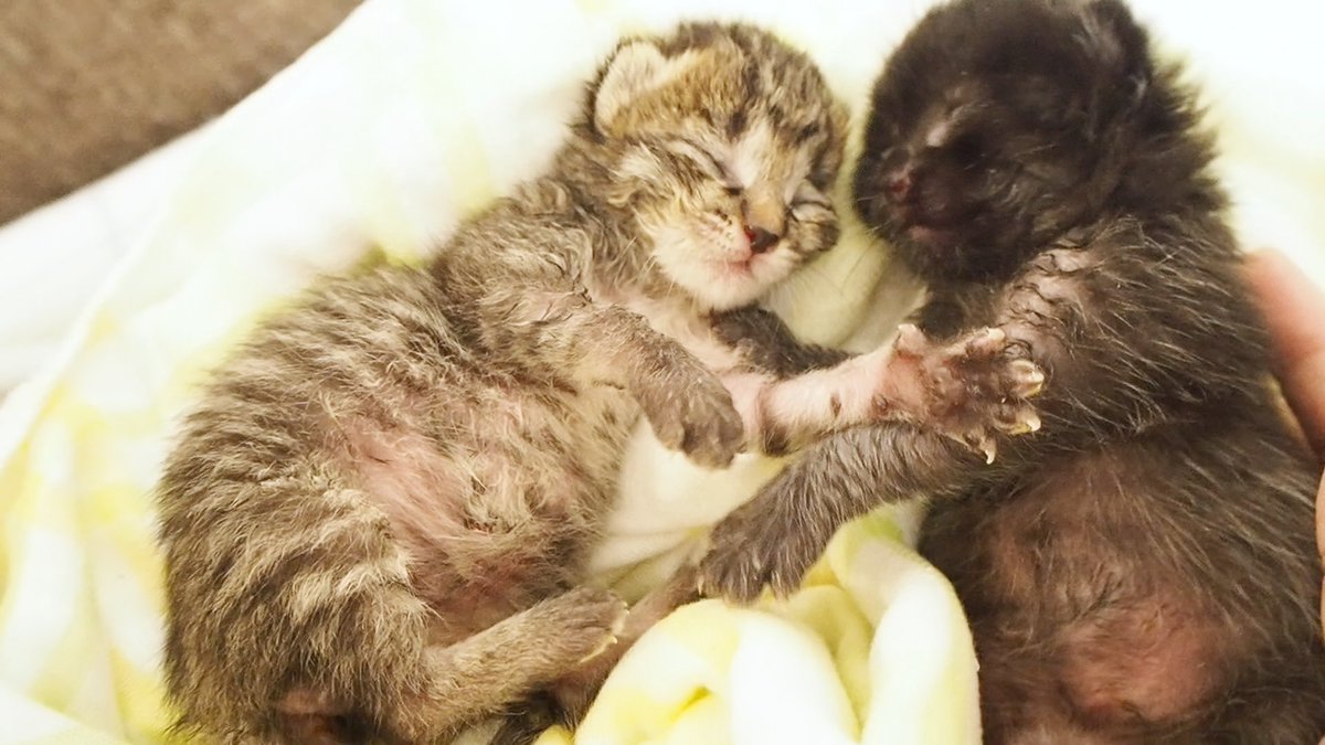 ねこねこチャンネル 末広がりの八のポーズでねる子猫 Youtube 子猫と暮らす T Co Nutic5waxk 保護猫 Kitten 猫 Asmr かわいい 子猫 Cat 猫動画 赤ちゃん子猫 猫が好き