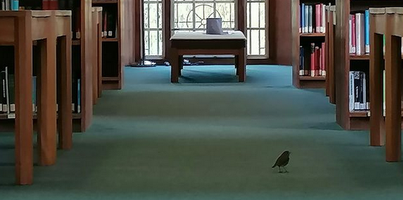 It turns out  @bodleianlibs have had robin too but - we're calling it - it looks totally like it's made of cardboard, this one  https://www.instagram.com/p/CHp-5-FAc8k/&nbsp; #LibraryTwitterFakeBirdScandal
