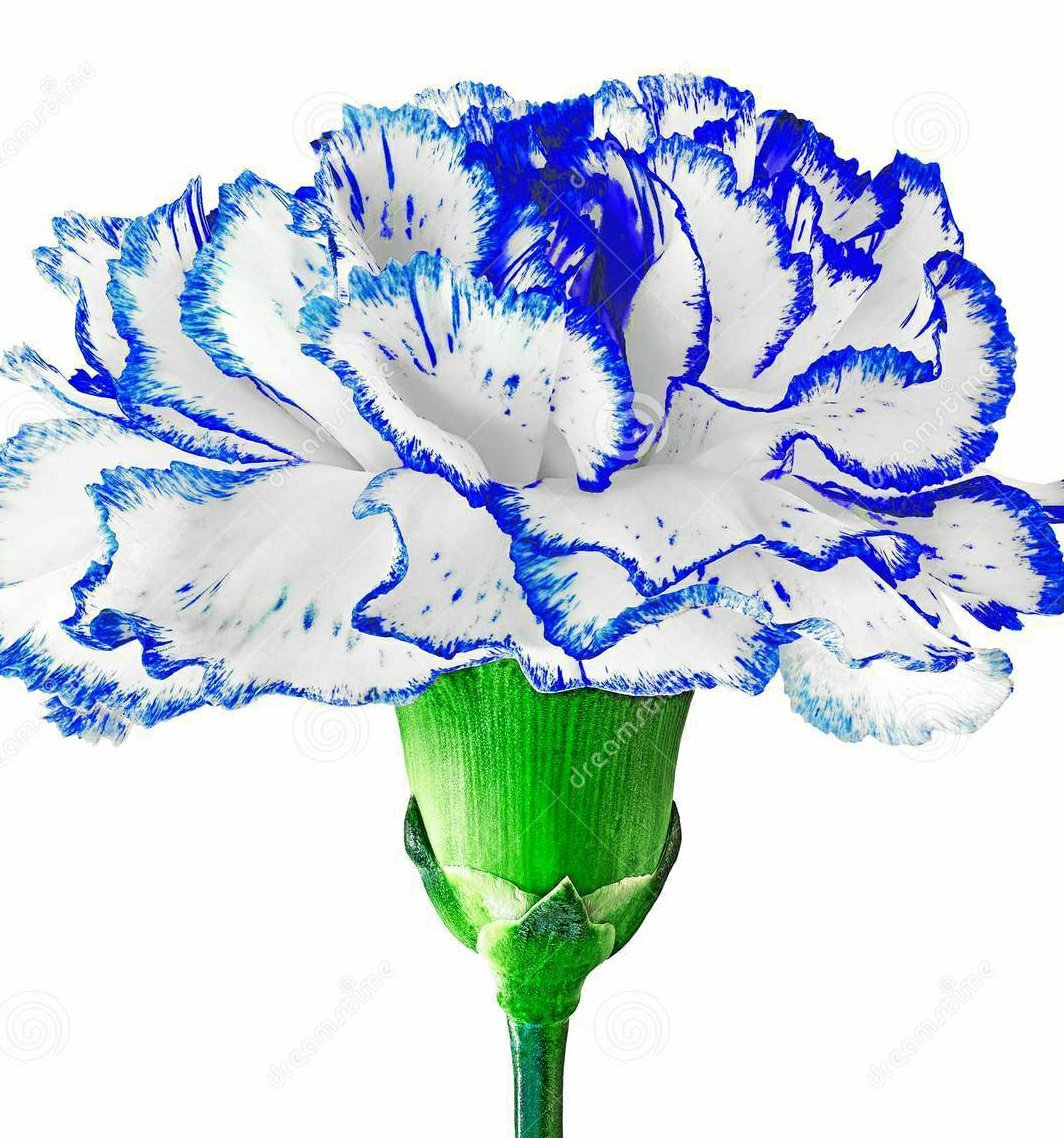 Everything you imagine is real.Rashami Birthday Week                 #1MPostsOfRashamiOnIG