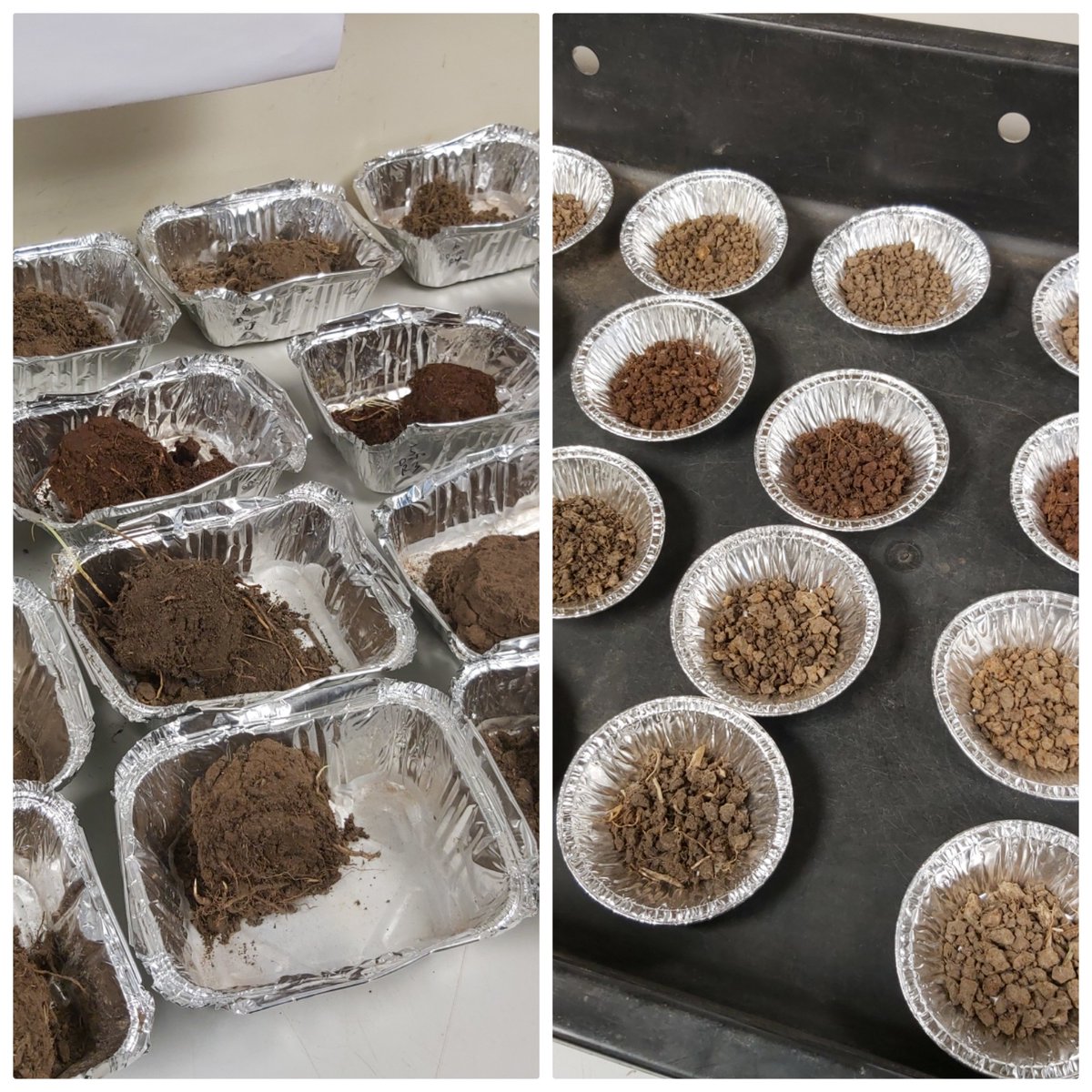 GabrielYesuf's tweet photo. From field core samples to aggregates. One #projectREDEAL activity at a time. @RestoreGrazing @MarianaCRufino @John_Quinton https://t.co/ykFMkSYuzy