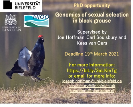 Our lab is advertising an exciting three year #PhD studentship to work on the #evolutionary #genomics of sexual trait expression in an iconic avian model system, the black grouse! More details: thehoffmanlab.com/2021/02/08/phd…