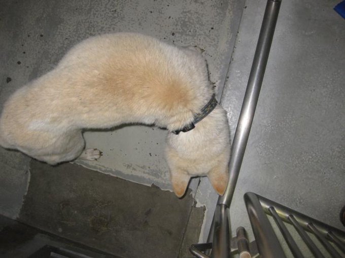 丘のtwitterイラスト検索結果