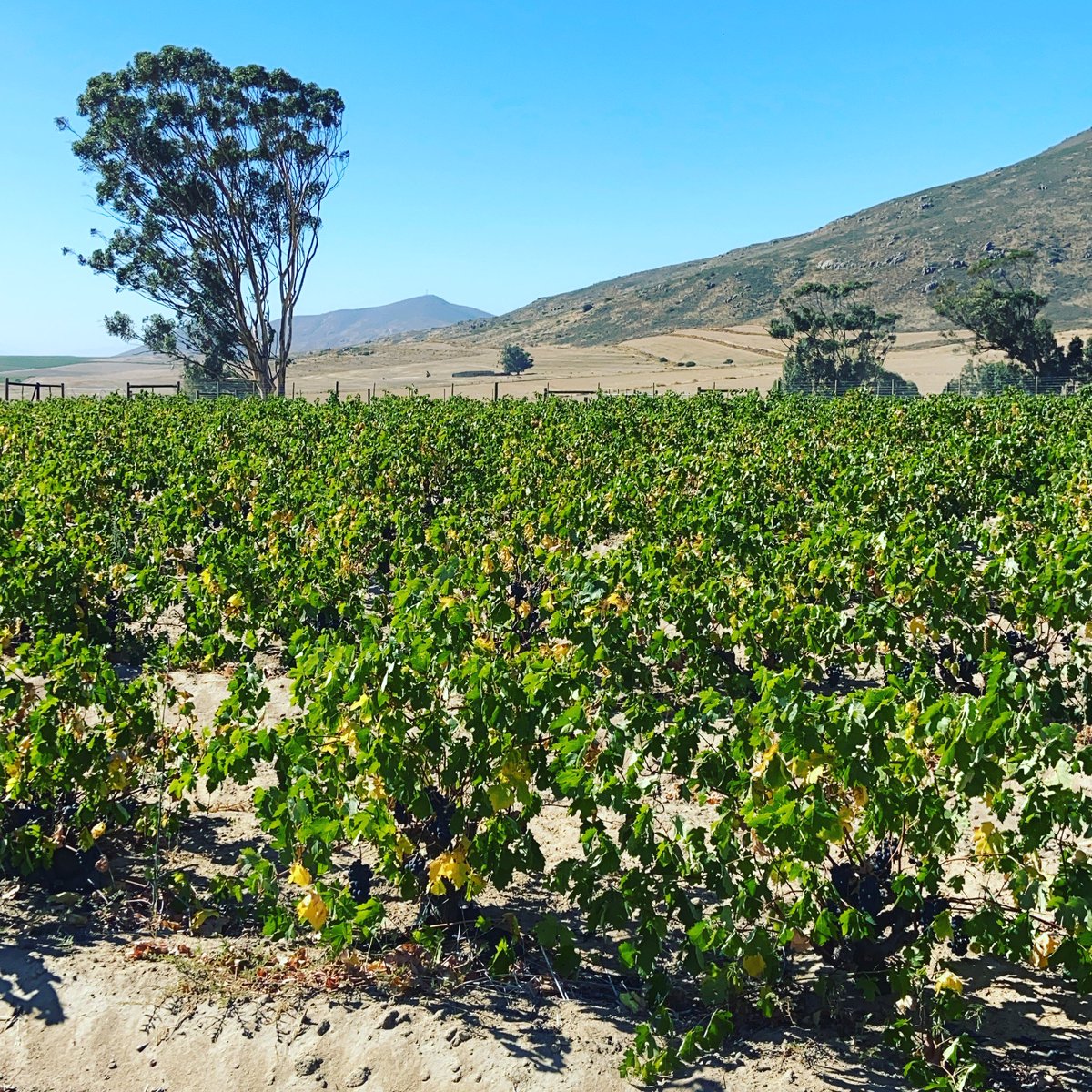 Blackwater wine tweet media