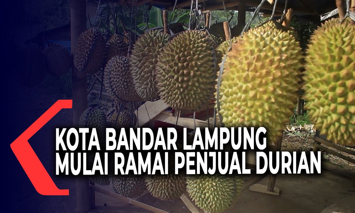 KompasTV's tweet photo. Kota Bandar Lampung Mulai Ramai Penjual Buah Durian https://t.co/FQDlNJNMQd https://t.co/60miUgTPA4