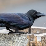 幸せの青い鳥ってほんとうにいた マウンテン ブルーバードが名前以上に青くてキレイなので見ていってください Togetter