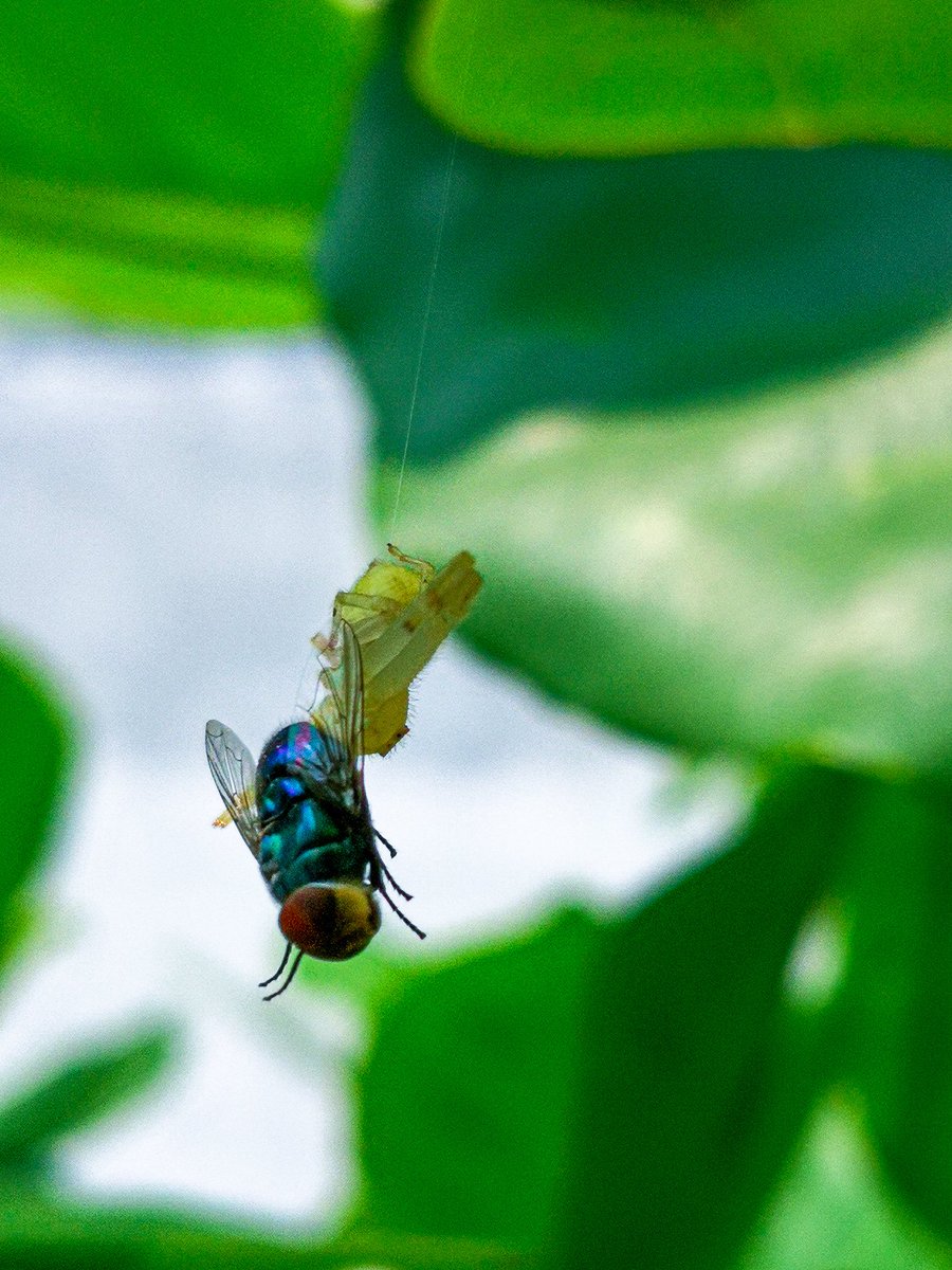 lulukratna's tweet photo. Hunting for lunch
#orbspider #spider #insect https://t.co/T8pvvnofFz
