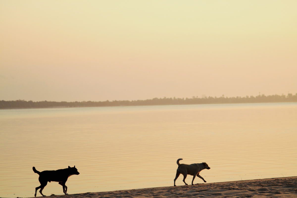 CycleMadagascar's tweet photo. #Dogwalk on the #beach. #CycleMadagascar #MTB #mountainbike #massage #challenge #bisikileta #bike #rider #BikeHoliday #AfterCycling #ridersheaven #MobileLunchBuffet #BikeExperience #bikeride #bicyclelicious #MomotasFit #Madagascar #culinary #ridebikebehappy #culinaire #bikelife https://t.co/gtJyPol2Es